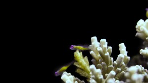 Small Fish
